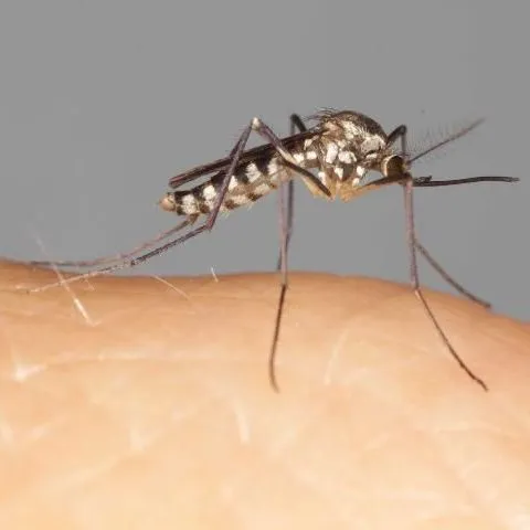 thumbnail for publication: Florida Container Mosquitoes